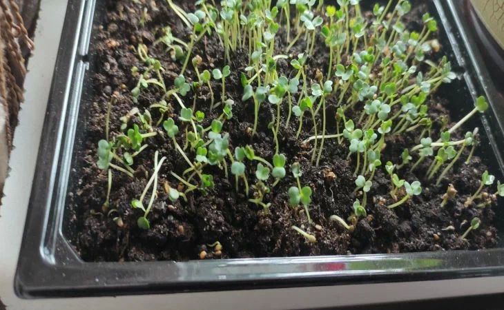Вырастет ли рассада на обычном подоконнике без подогрева: есть ответ