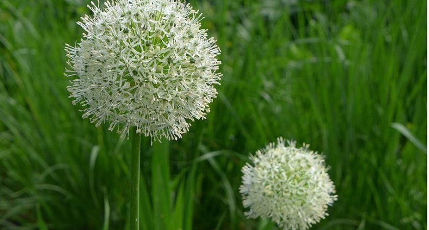Вырастите чеснок-великан: 3 проверенных подкормки для сочных головок