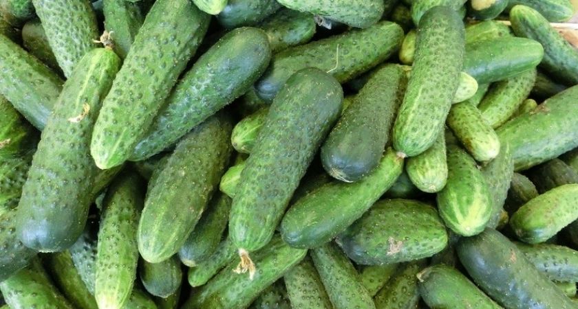 Секреты богатого урожая огурцов: 3 неочевидных лайфхака, о которых молчат дачники