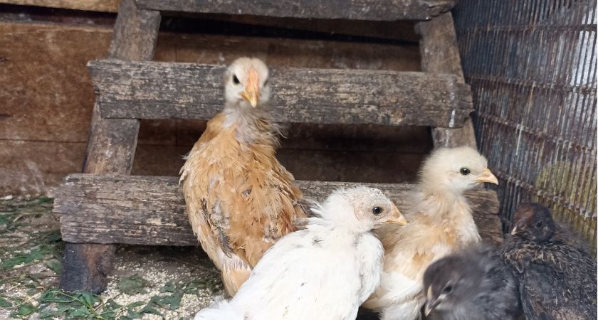 Курятники под строгим запретом: приняли новое решение для всех россиян, которые держат кур