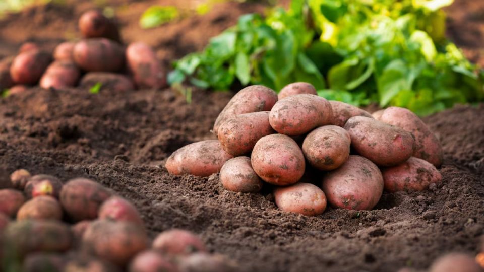 Семенной картофель обрабатываю новым методом: посоветовал агроном — пустых кустов на 80% меньше