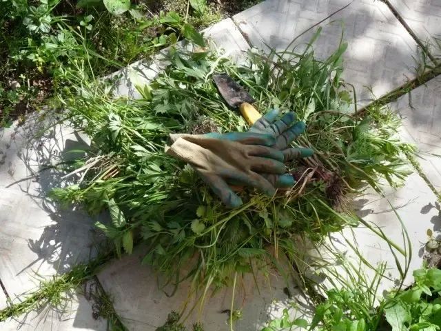 Полила садовую дорожку и чуть с ума не сошла — все сорняки ушли «в труху» — «дедовский» способ не подвел