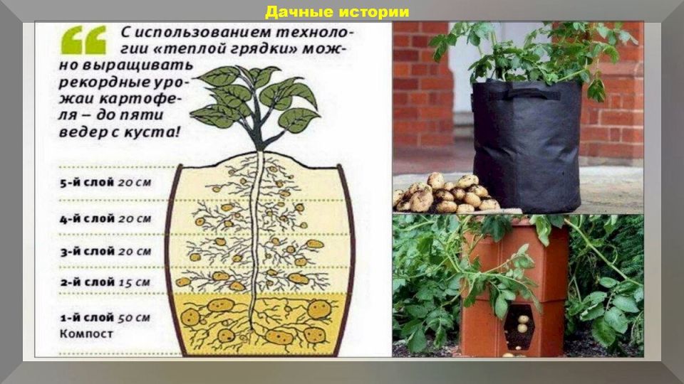 Необычные и эффективные методы посадки картофеля в 2025 году