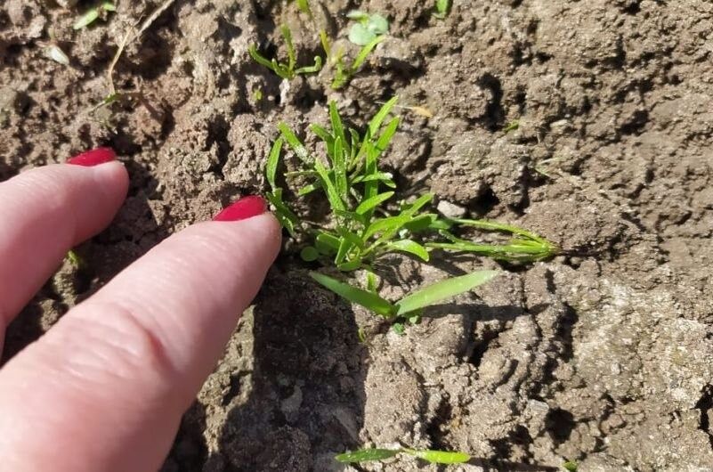 Как защитить свой урожай моркови от вредителей: эффективные методы обработки