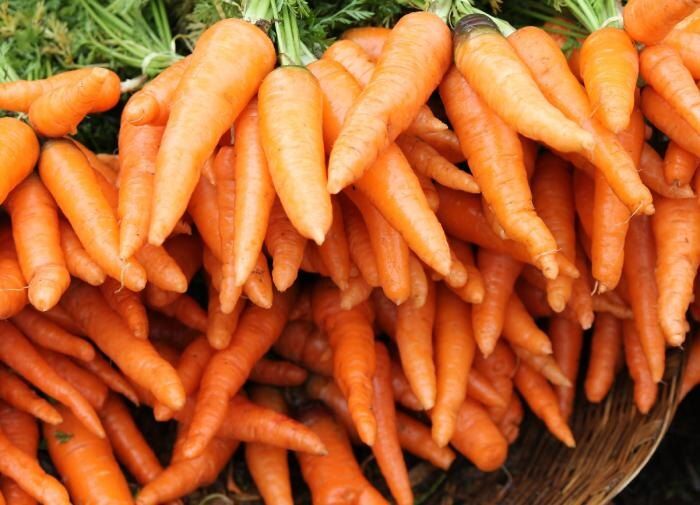 Как правильно собирать и хранить морковь: секреты долгого хранения и вкусного урожая
