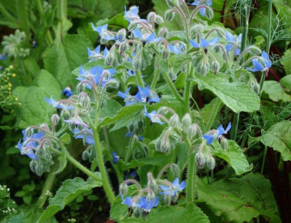 Бораго: огуречная трава с целебными свойствами