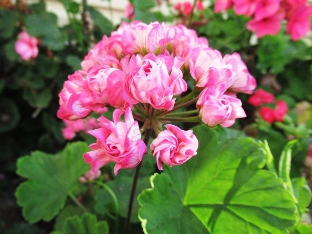 Секрет успешного укоренения черенков розебудной пеларгонии в сентябре