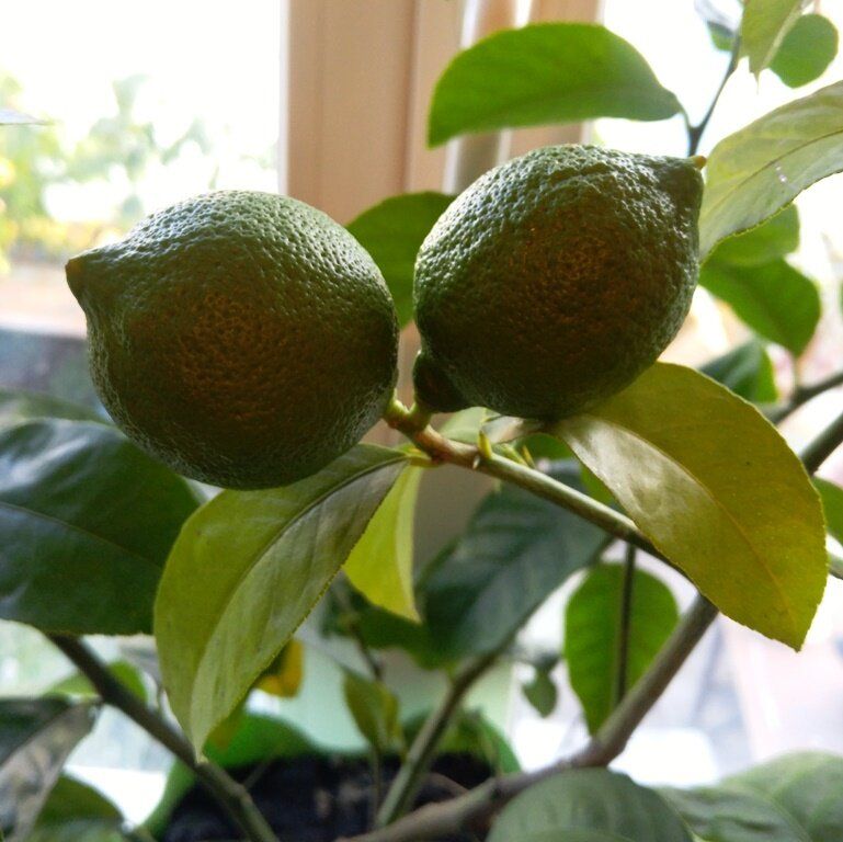 Выращивание лимона в домашних условиях