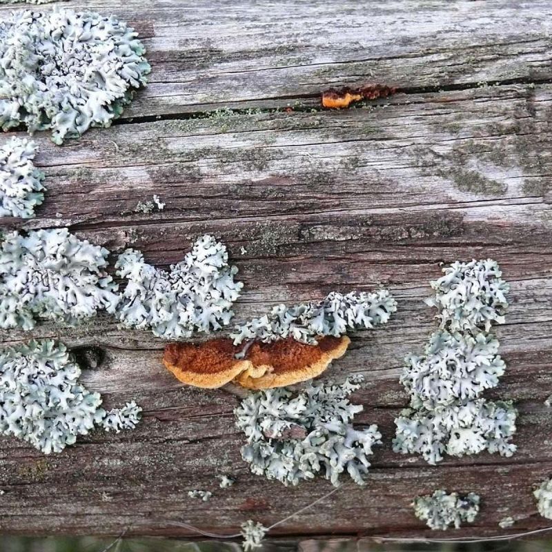 Как избавиться от мха и лишайников на плодовых деревьях: советы и методы