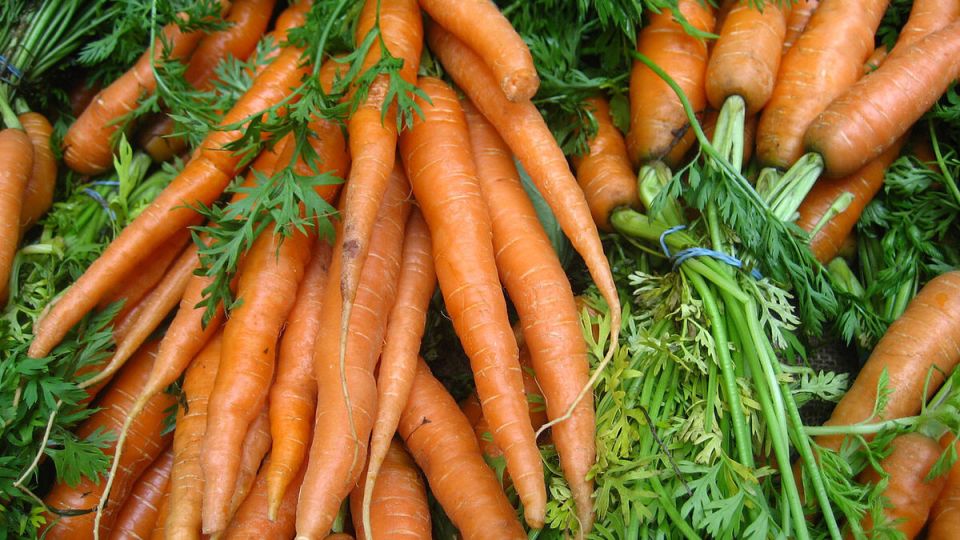 Весна 2025: идеальные условия для посева моркови