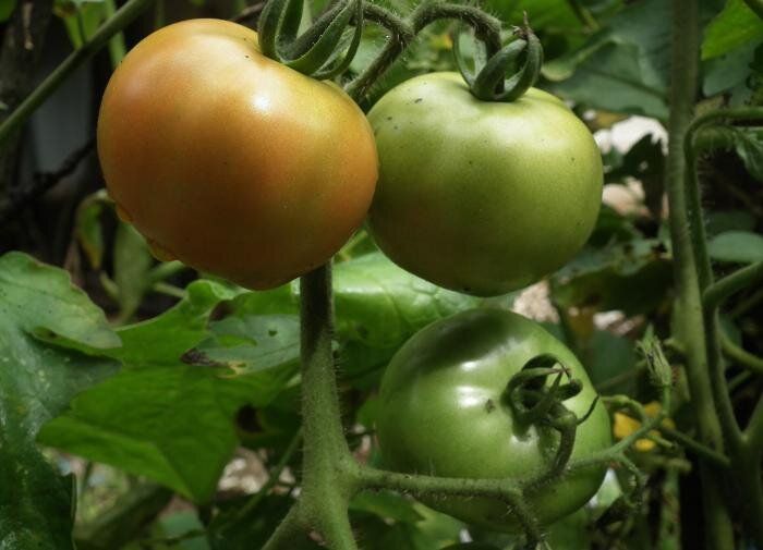 Как вырастить идеальные помидоры на подоконнике: секреты успешного урожая