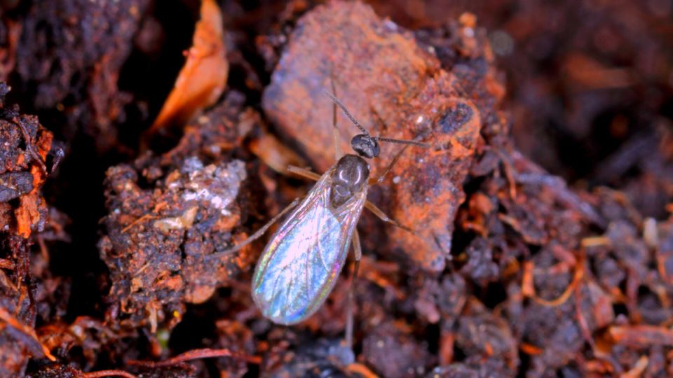 Как победить почвенных мушек: секретные методы садоводов