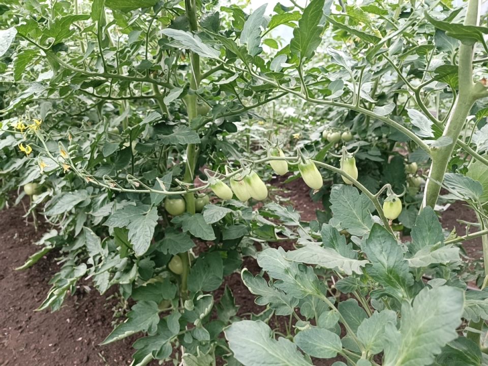 Секреты борьбы с жированием томатов