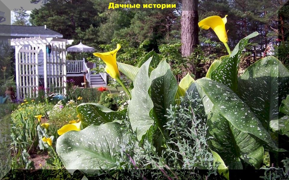 Шесть секретов успешного цветения каллы: советы профессионалов