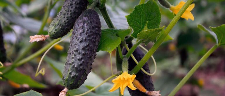 Способы продления плодоношения огурцов до осени