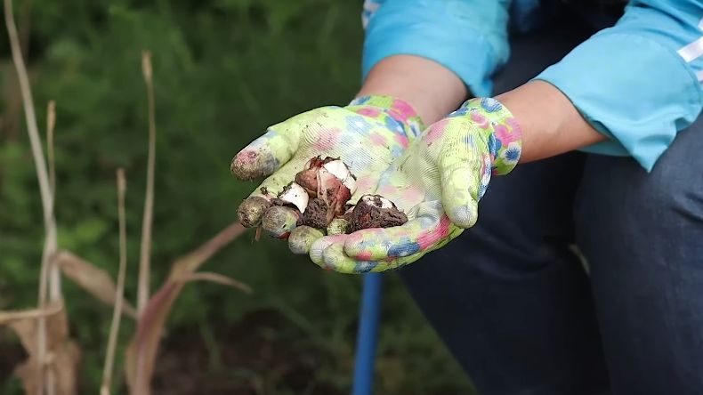 Как правильно сажать тюльпаны осенью: советы экспертов для простоты и успеха