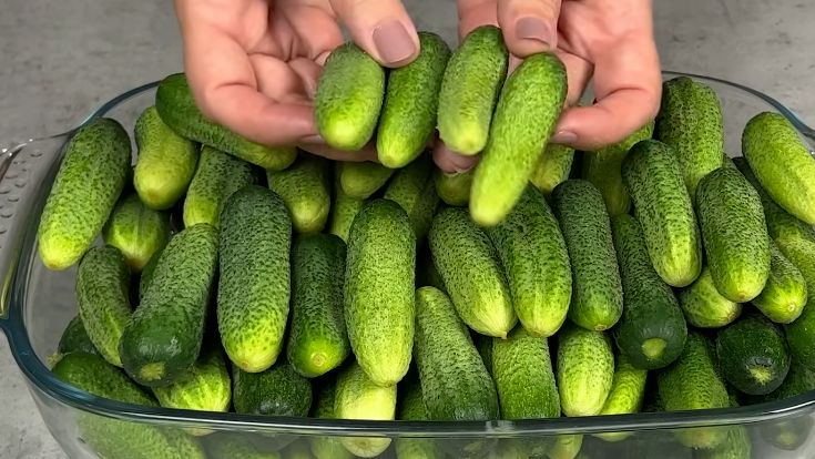 Время сбора урожая: как справиться с изобилием огурцов