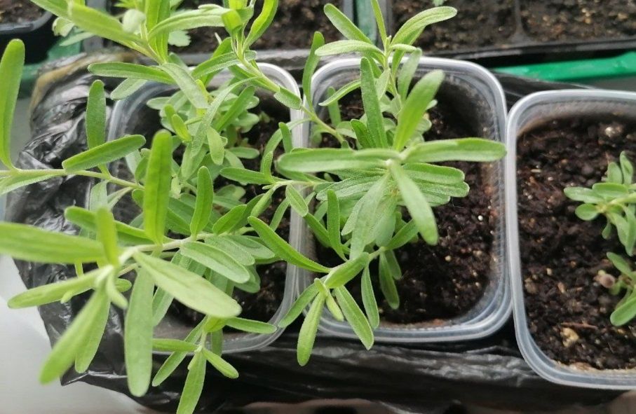 Декабрь: время для цветочных экспериментов и ранних посадок