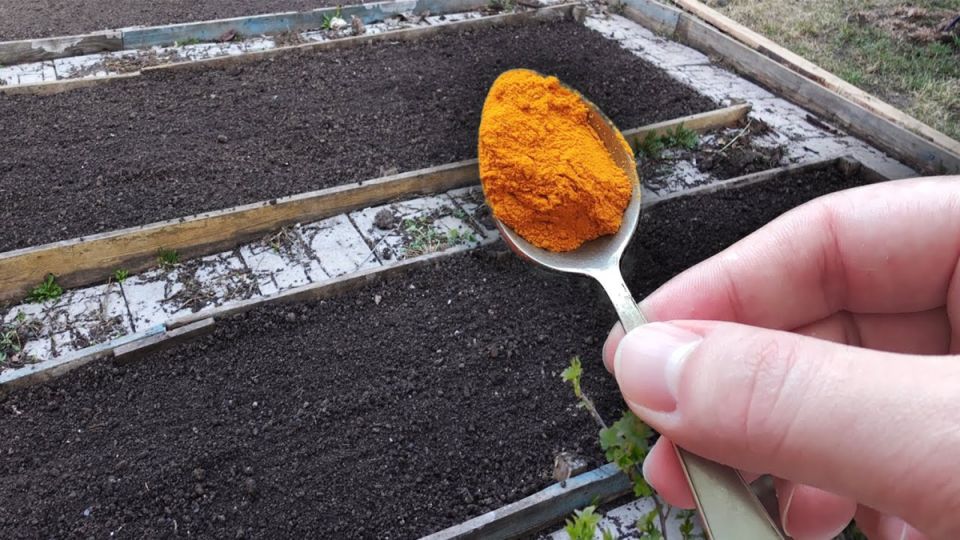 Огромный прирост урожая: секрет осенних подкормок для здоровья почвы