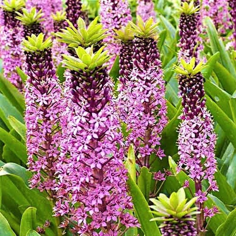 Эффектная экзотика для вашего сада: ананасная лилия завоевывает популярность