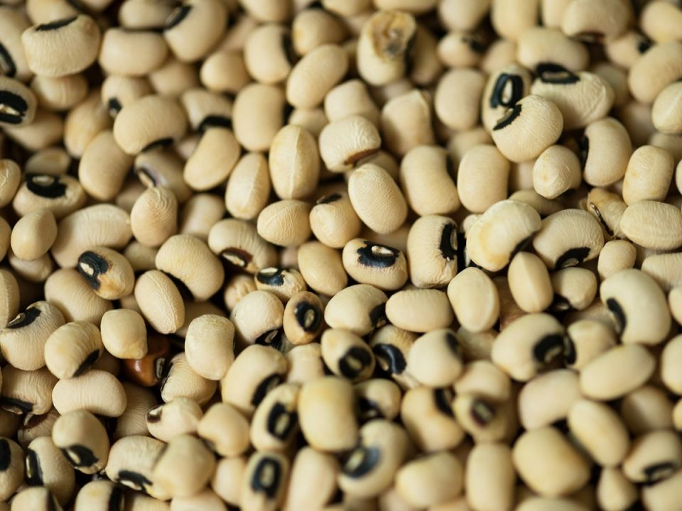Урожай сои в России: возможен рекордный сбор в 2025 году