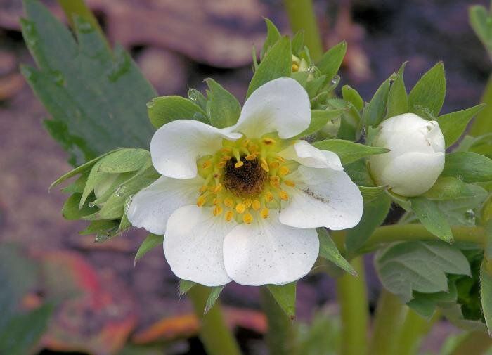 Клубника: как избежать подводных камней при выращивании