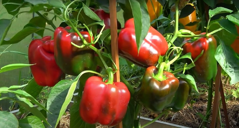 ������ ������ �� ����� �� ������ � ����