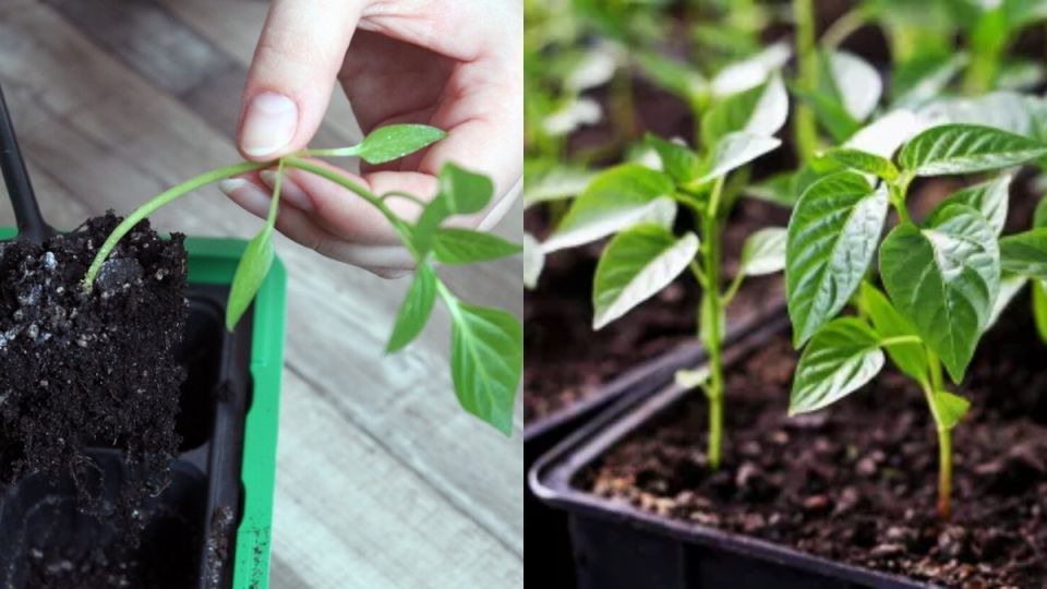 ����� � ����������� ������: ������� ���������� ������