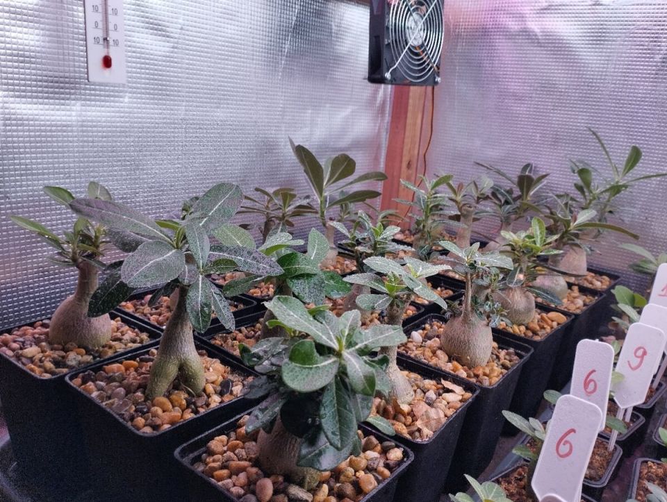 Очарование адениумов: Как уход влияет на их красоту