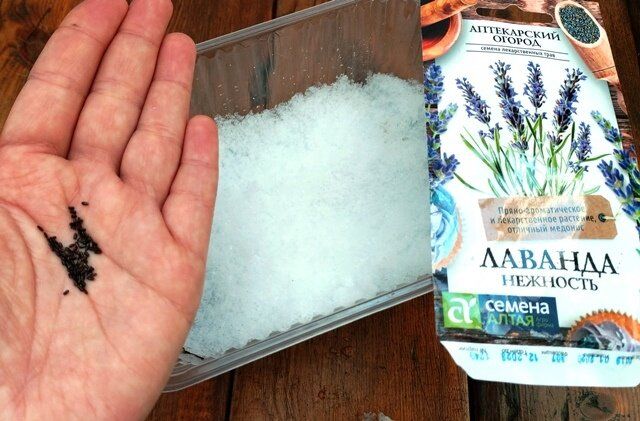 Как успешно вырастить рассаду лаванды: советы и методы