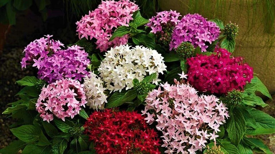 ������ � ����: ����� ����� ���� ����� ��� ������