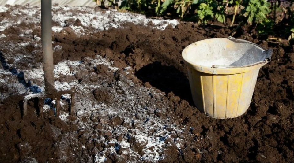 ��� ���������� ���������� ����������� ����� �� ����� �������