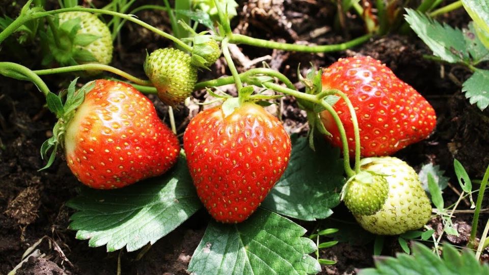 ��� ���������� �������� �������� ��� �����