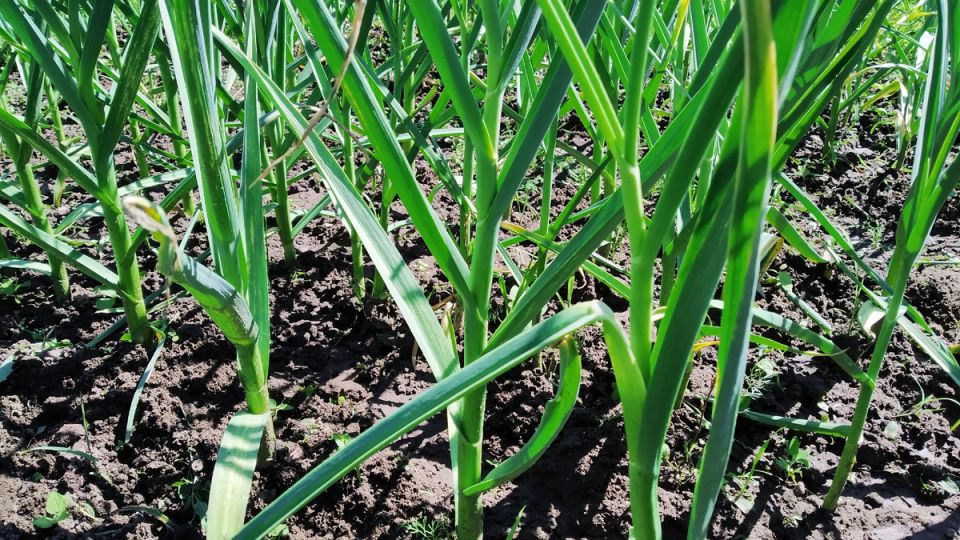 ������� � ����: ��� ���������� � ���� ��������?