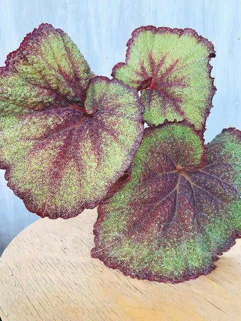 ������� �������� �����: ������� ����� �� ���������� ��������