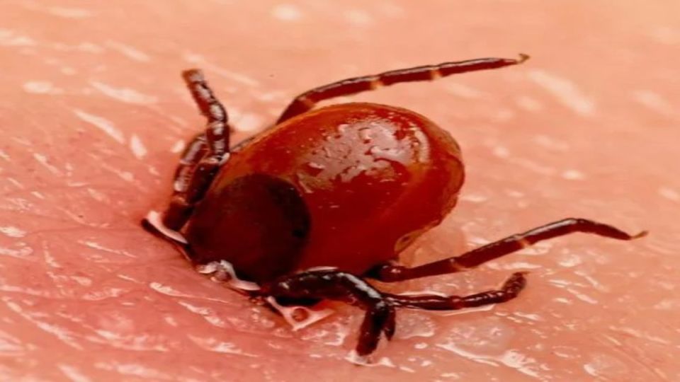 ��� ���������� � ������� �� �������: ������ � ������������