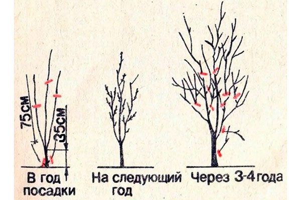 ����������� ����� ������� �����: ������ ��� ���������� ���������