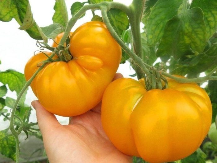 ����� ������� �������: ��������� ����� ��� ����� ������� � ���������