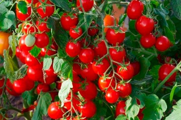 ������� ������� ����������: ��� ��������� ������� ����� � ����� ����