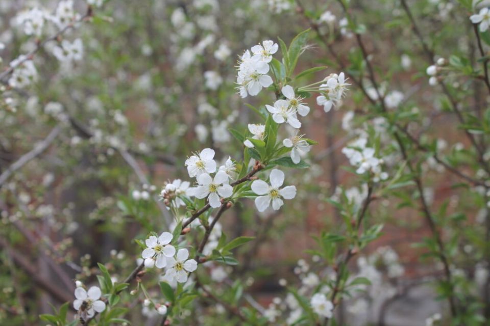 ��� ���������� �� �������� �������: ������ � ������������