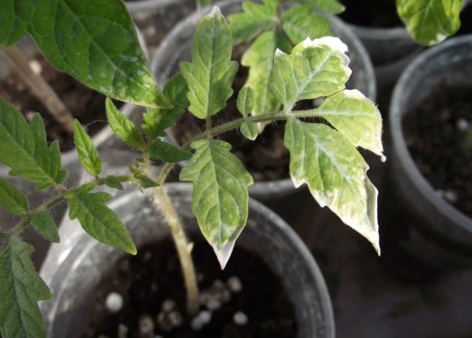 ���� �� �������: ��� �������� ������� � ������ ������� �������