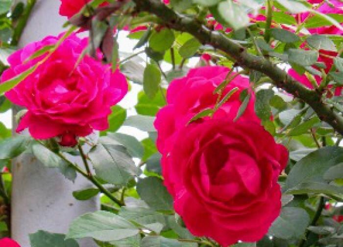 ��� ������� ��������� ������ ����� ����� ���