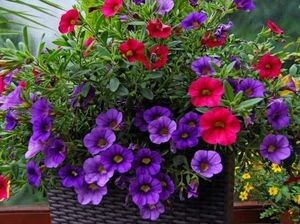 ��� ��������� ������� �� �����: ������ ��� ���������� �������� � �����