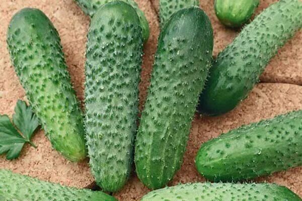 ������ ��������: ������� ����� � ��������� �������� ��� �����������