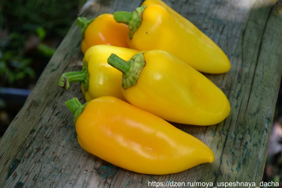 ���� ����� �������� ������: ����, ����������� � ������ �� �����