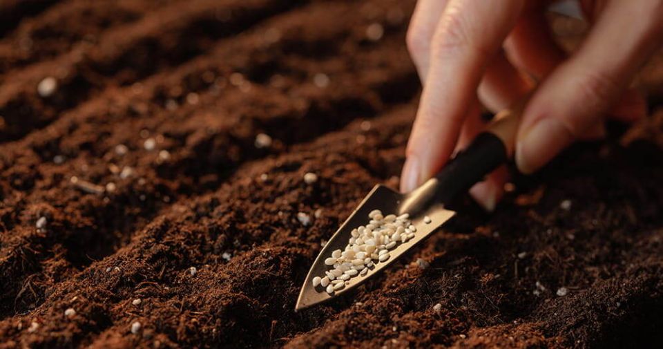 Как правильно выбрать сроки посева семян: советы для успешного выращивания