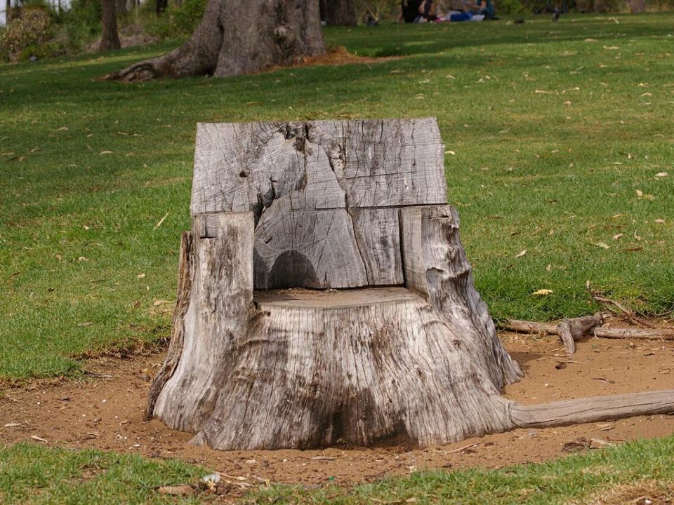 Сад против пня: лайфхак, который работает даже без лопаты и бензопилы