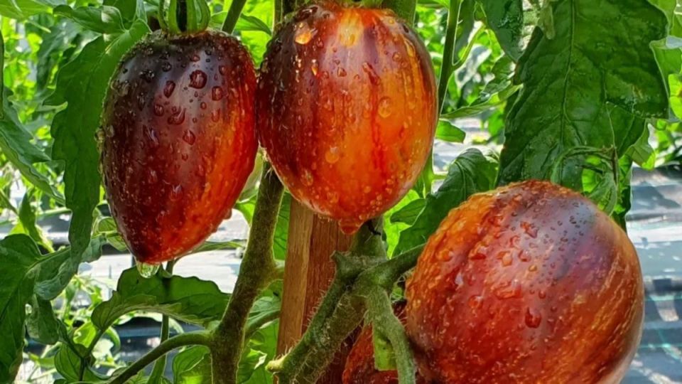 Томаты за 8000 рублей: как маркетинг ведет дачников в заблуждение