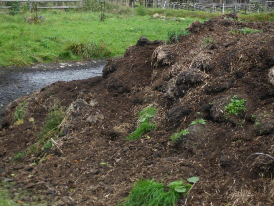 Удивительные преимущества навоза: как он меняет жизнь ваших роз