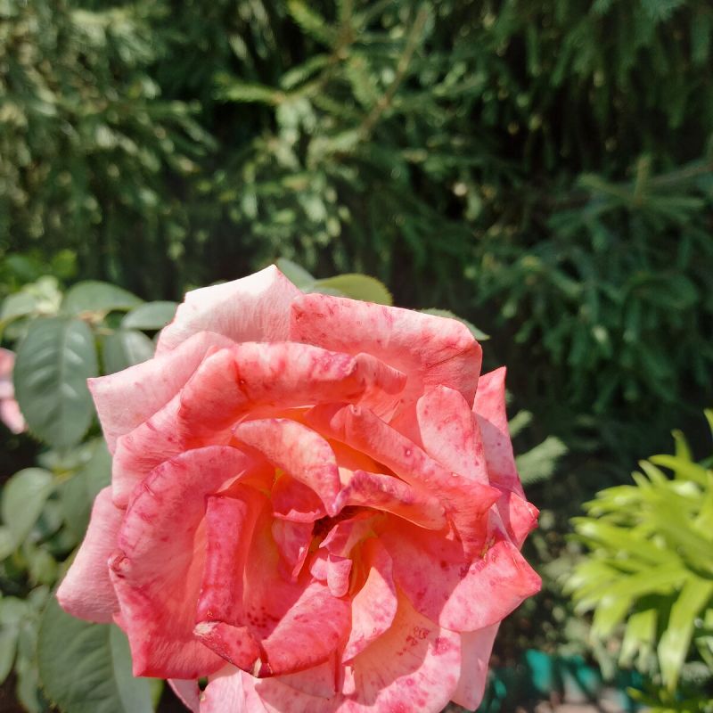 ��� �������� ���� �� �������� ����������� � ����������